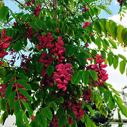 Robinia pseudoacacia Casque rouge